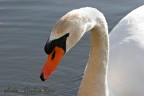 Cigno reale Cigno reale