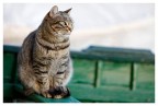 GATTO GATTO