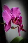 Orchidea Orchidea