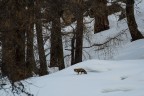 Al limitare del bosco