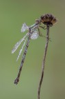 Damigella Damigella