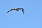 winter flying winter flying