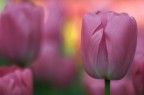 Tulipani 1 Tulipani 1