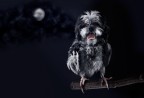 Wereparrot or... Weredog? Wereparrot or... Weredog?