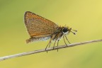 Tymelicus silvestris Tymelicus silvestris
