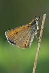 Thymelicus Thymelicus