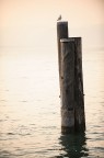 lago lago
