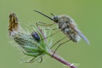 Bombylius Sp.