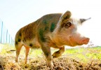 Peccato... Peccato...