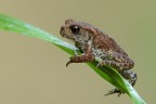 Bufo bufo Bufo bufo