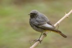 Codirosso spazzacamino (Phoenicurus ocruros)