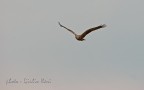 falco di palude falco di palude