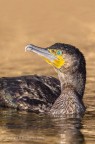 Phalacrocorax carbo (Cormorano) Phalacrocorax carbo (Cormorano)