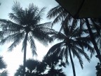 palme palme