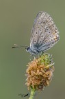 Polyommatus-sp
