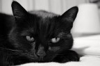 Luna Luna