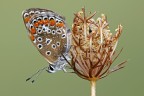 Polyommato Bellargus Polyommato Bellargus