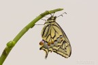 Papilio Macaon Papilio Macaon