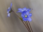 Hepatica nobilis Hepatica nobilis