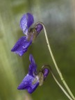 viole bagnate viole bagnate