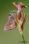 Polyommatus-Icarus-femmina Polyommatus-Icarus-femmina