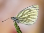 pieris napi femmina