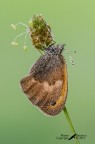 Coenonympha-pamphilus