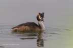 Podiceps cristatus (Svasso Maggiore)
Canon 1D MK IV - Canon 600mm -tripoide - capanno e reti mimetiche - Iso 320 - f/5.6 - 1/1000s - -0.67Ev
[url=http://imageshack.com/a/img829/8240/h52j.jpg]Clicca qui per la versione ad alta risoluzione![/url] 4200px
[url=https://imageshack.com/i/gig8xbj]Clicca qui per la versione ad alta risoluzione![/url] 2200px