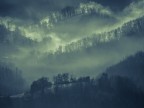 Nuova luce sul bosco Nuova luce sul bosco