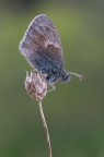 Coenonympha pamphilus Coenonympha pamphilus