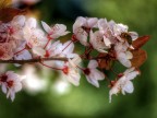 spring time spring time