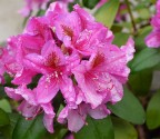 Dopo la pioggia... primavera Dopo la pioggia... primavera