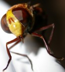 Era l� ferma in posa...
pi� che un invito per la mia coolpix 4500!