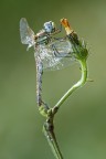 Sympetrum Fonscolombii