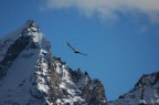 Aquila reale Aquila reale