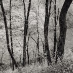 pedante ricerca tonale