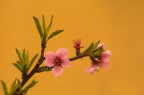 Peach Flowers Peach Flowers
