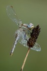 Sympetrum fonscolombii Sympetrum fonscolombii