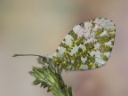 anthocharis cardamines m. anthocharis cardamines m.
