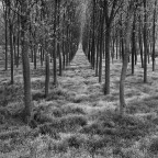 continua ricerca tonale