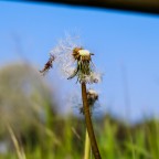 Volevo scattare una foto ad un soffione e lo sguardo � stato rapito da questo, solitario, che sembrava in attesa della sua met� :)