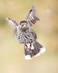 Nocciolaia Nocciolaia