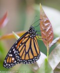 butterfly butterfly