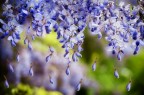 Primavera Primavera