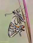 Papilio Machaon II