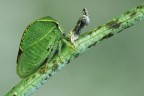 Bisonia stictocephala Bisonia stictocephala
