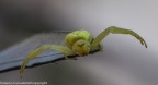 spider spider