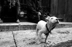 cane di strada cane di strada