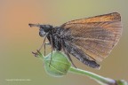 Thymelicus lineola
C & c sono graditi
Canon 1Ds Mk III - Canon 180mm - Iso 100 - f/14 - 1/2s - 0Ev - Tripoide - scatto remoto - alzo specchio - nr. 4 flash - Canon ST-E2 - pannelli riflettenti + ombrello 
[url=http://imageshack.com/a/img46/4559/ho8v.jpg]Clicca qui per la versione ad alta risoluzione! 4000px[/url]
 [url=http://imageshack.com/a/img849/1002/1b1r.jpg]Clicca qui per la versione ad alta risoluzione! 2200px[/url]