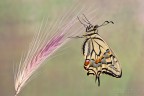 Papilio neo sfarfallato Papilio neo sfarfallato